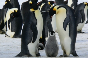 Pinguine