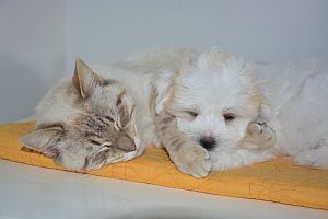 Hund und Katze