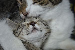 2 Katzen
